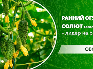 Ранний огурец Солют (Абсолют) F1– лидер на рынке