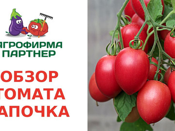 ОБЗОР ТОМАТА ЛАПОЧКА