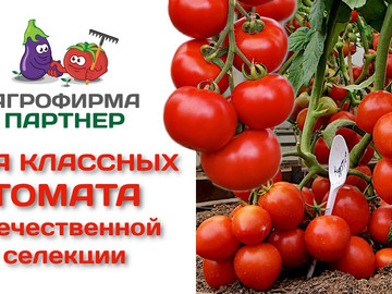 Два классных томата отечественной селекции